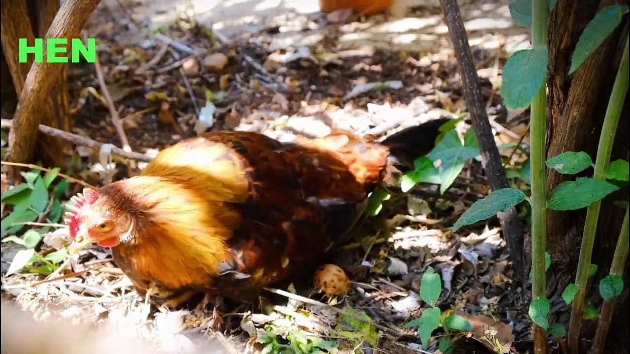 Variety of Animals #education #wildlife #animals #school #reptile #apes #domesti