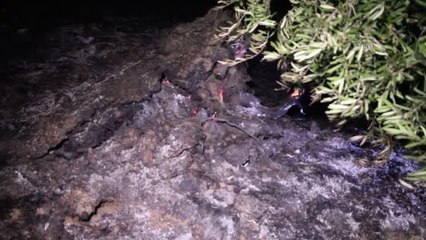 Zeytinlik alanda çıkan yangın söndürüldü