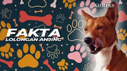 Fakta Lolongan Anjing