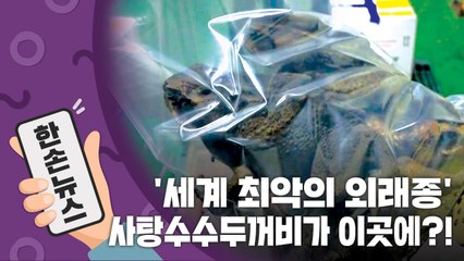 [15초뉴스] '세계 최악의 외래종' 사탕수수두꺼비가 이곳에?! / YTN