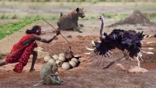 Interesting Ostrich Protect Eggs & Baby From Monkey, Hyena, Human Stealing - Prey Escapes Predato