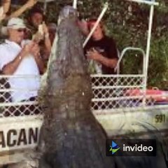Amazing Saltwater Crocodile Facts You Should Know