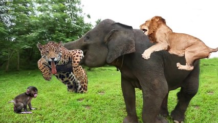 Elephant Of The God! Elephant Herd Save Baby Monkey From Leopard, Lion vs Buffalo
