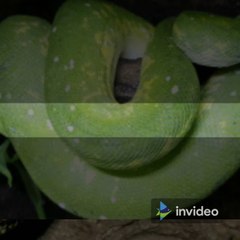 Pythons and their Unique and Beautiful Types