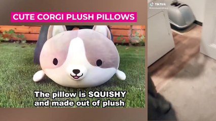 UNUSUAL MEMES OF CATS COMPILATION