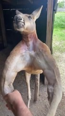 Animales Increíbles