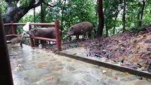 Tiba tiba didatangi babi hutan kelaparan/ Hungry Wild boar