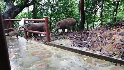 Tiba tiba didatangi babi hutan kelaparan/ Hungry Wild boar
