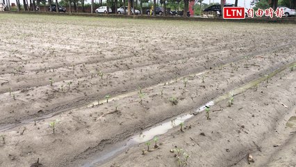 雲林大雨農損逾3000萬  農委會：花生一公頃救助2.4萬
