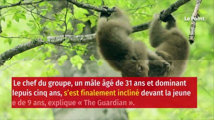 Japon : un groupe de 677 macaques dirigé par une femelle alpha