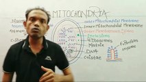 9thBiology,mitochondria,ms patel e learning,biology by Rizvi sir