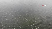 Son dakika haberleri! Van Gölü Havzası'nın narin kuşları flamingolar görsel şölen sunuyor