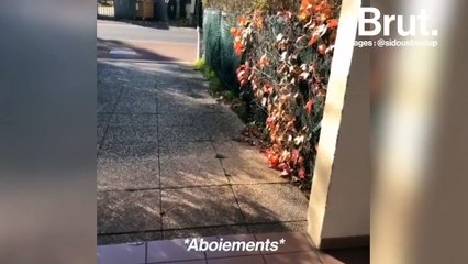 Livreur Colissimo, Sidya monte sur scène
