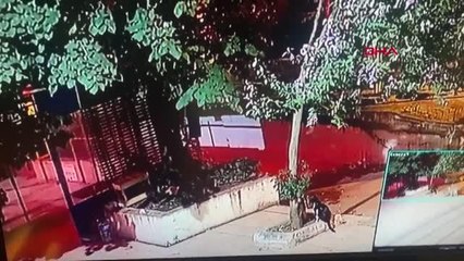 Son dakika haberleri! ÜSKÜDAR'DA SOKAK KEDİSİNE TEKME ATAN KİŞİ KAMERADA