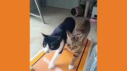 CATS will make you LAUGH YOUR HEAD OFF