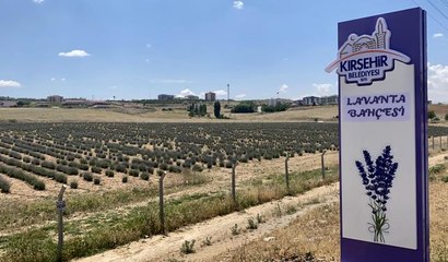 İç Anadolu'nun bozkırında "örnek bahçeler" ile lavanta kültürü aşılanıyor