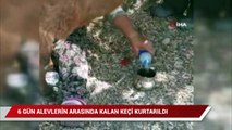 6 gün alevlerin arasında mahsur kalan keçi, kurtarıldıktan sonra litrelerce suyu kana kana içti