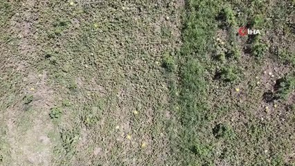 Baldan tatlı "süreyya kavunu" sofraların vazgeçilmezi oldu