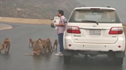 Monkey Man 2021:  funny Baboon Monkey