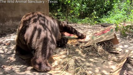 Bear Enjoys Using Box as Scratching Pad