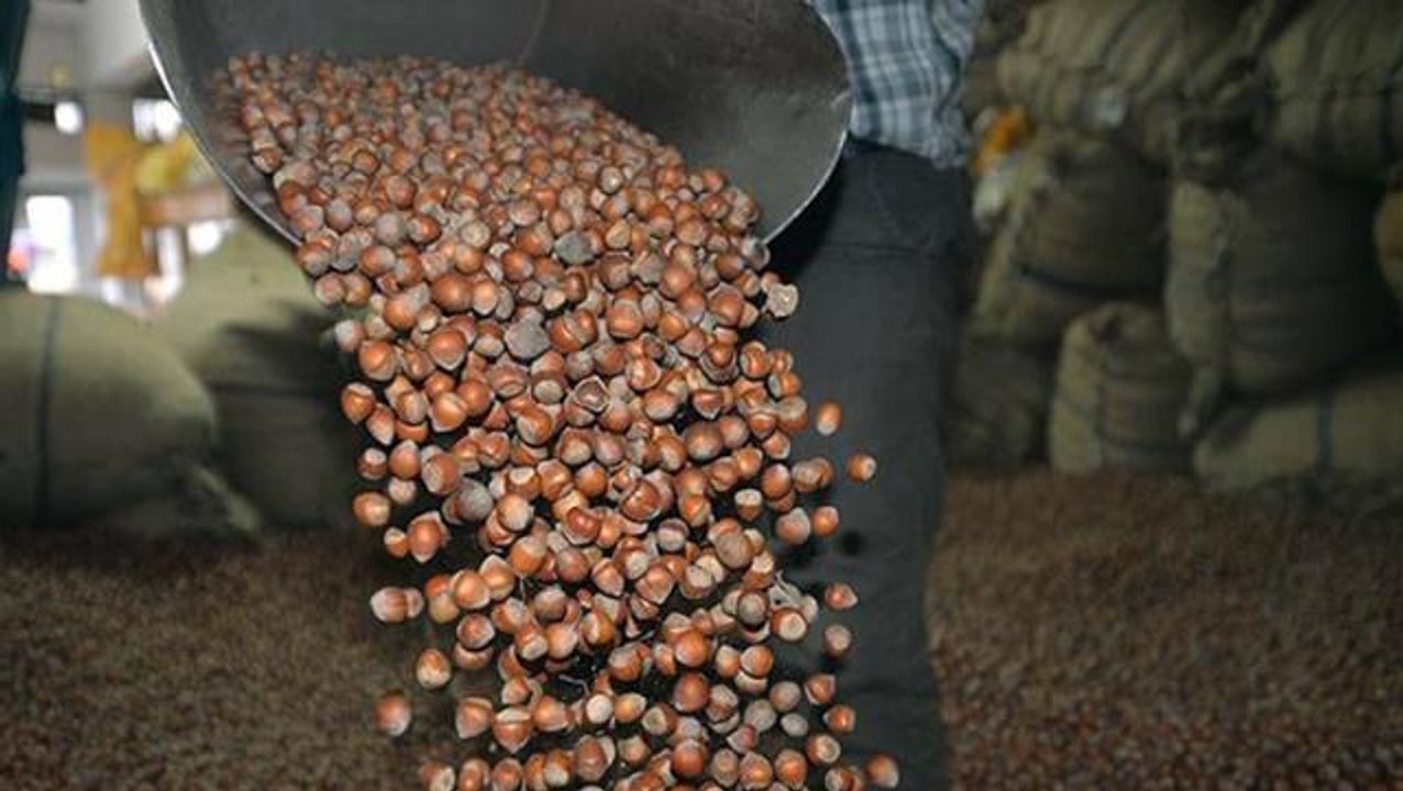 Fındık üreticileri fındık taban fiyatının 35 TL olmasını istiyor