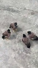 इन लोगों की कोई बहुत बड़ी मीटिंग हो रही है ऐसा लगता है Looks like these people are having a big meeting