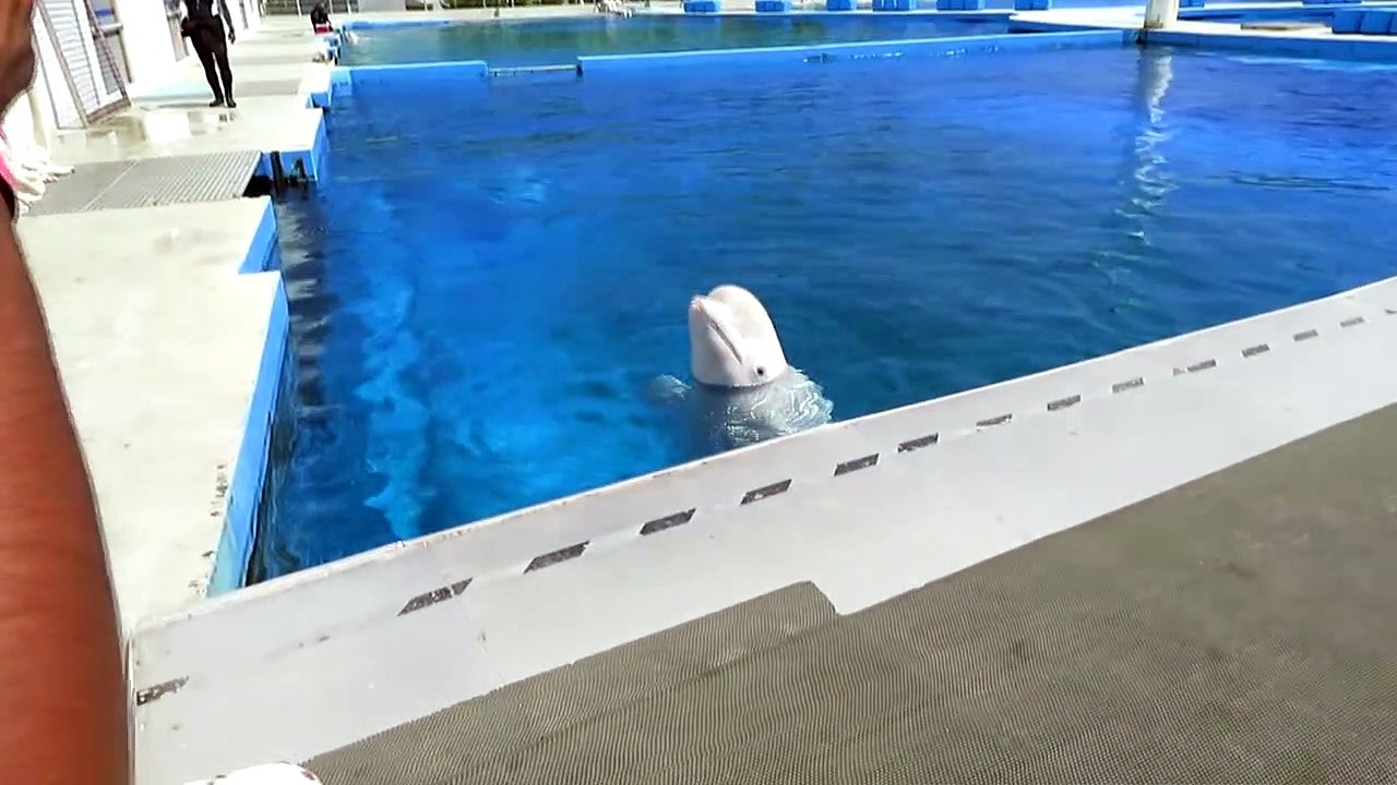 Beluga Whales kisses the Kids _ Beluga Whales and Kids
