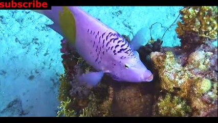 animais  vida  selvagem  natureza /  documentary wildlife animals nature  / animales fauna silvestre lnaturaleza.