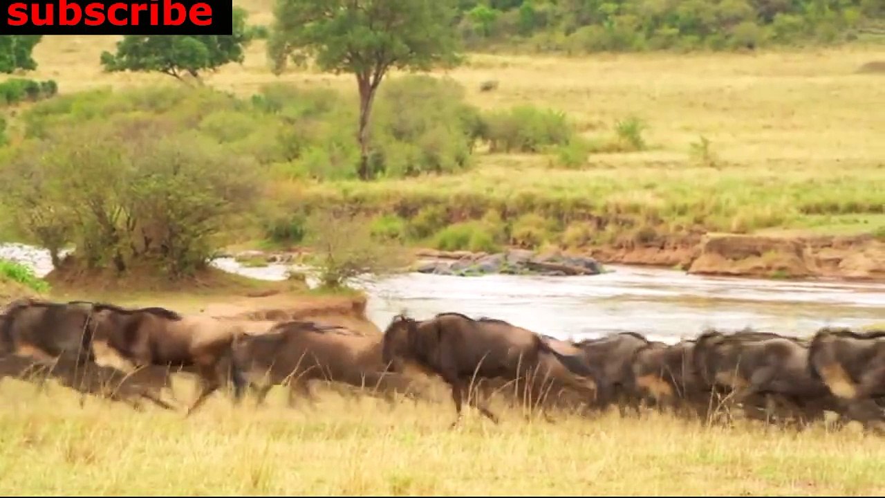 animais  vida  selvagem  natureza /  documentary wildlife animals nature  / animales fauna silvestre lnaturaleza.