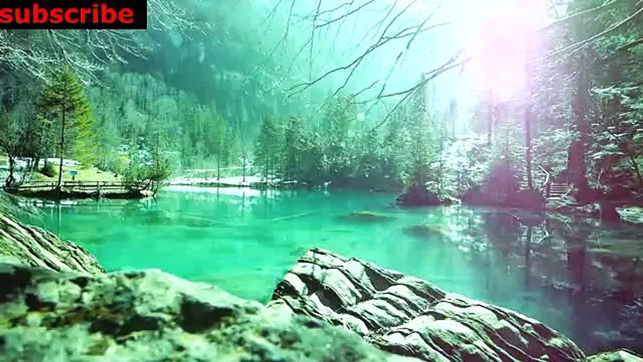 animais  vida  selvagem  natureza /  documentary wildlife animals nature  / animales fauna silvestre lnaturaleza.