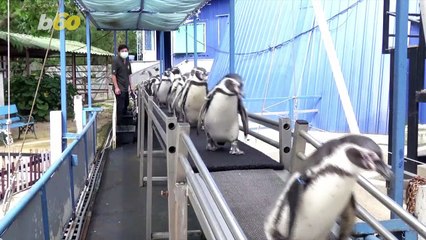 Penguins Put Humans to Shame, Maintain Exercise Routine Even Amidst Lockdown