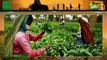 राजस्थान सरकार (Rajasthan Government) किसानों (Kisano) को बगीचा (Garden) लगाने पर देगी प्रति हेक्टेयर 40 हजार रूपये का अनुदान (Subsidy) , राज्य के 10 हजार हेक्टेयर क्षेत्र में जल्द लगेंगे नए बगीचे | Kisan Bulletin | Green TV