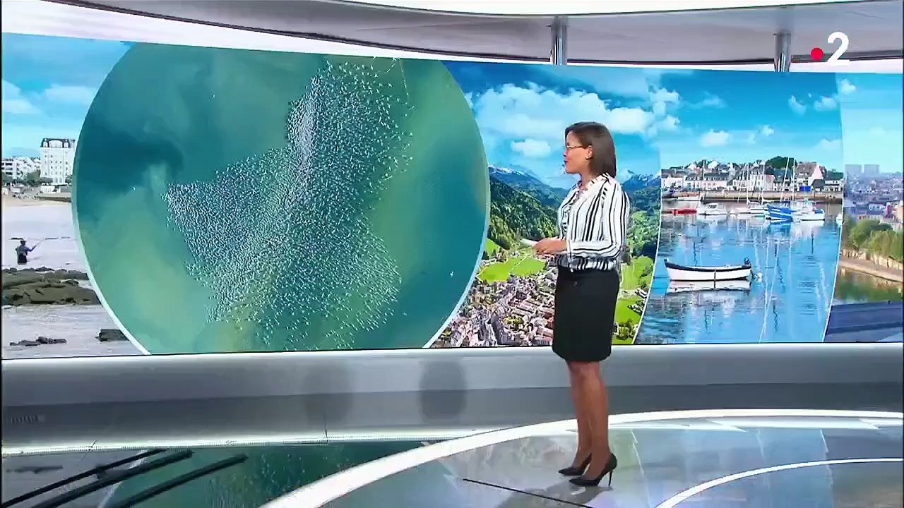 Gard : véritable terre d'accueil pour les flamants roses