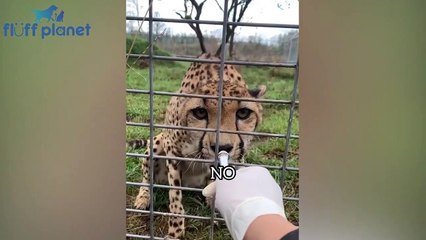 Funniest Pets of 2021  - Cutest Animals Ever _ Fluff Planet
