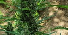 Piantagioni di marijuana sui Monti Lattari: arresti tra Lettere e Pimonte (05.08.21)