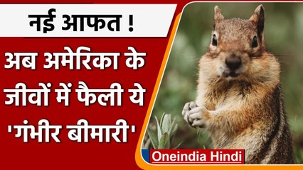 America के जीवों में फैला Plague, कई इलाकों में लगाई गई पाबंदी | वनइंडिया हिंदी