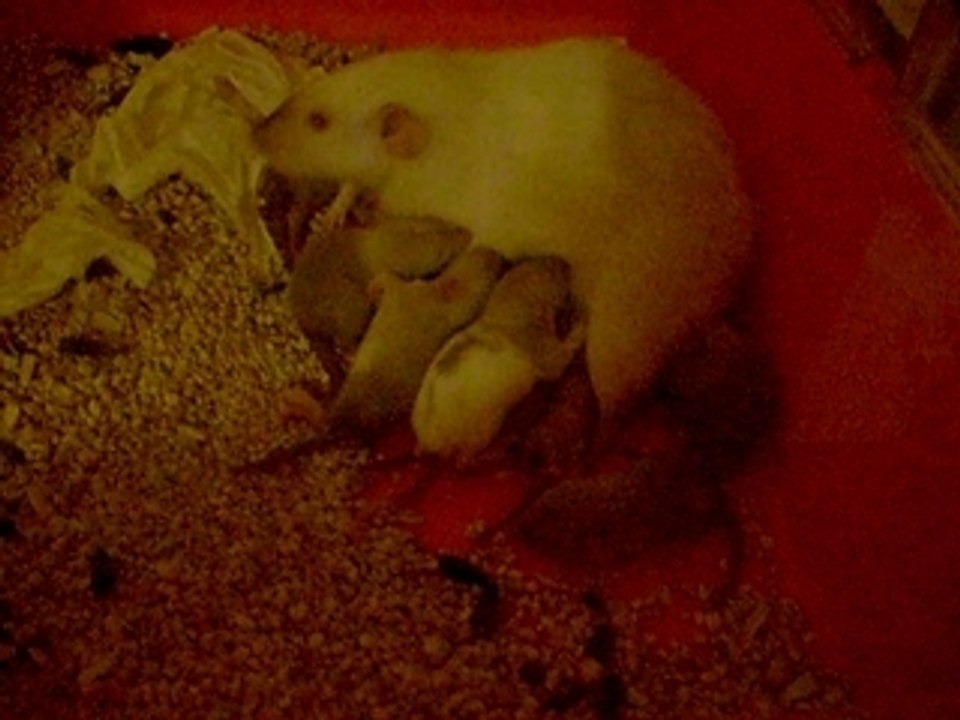 Les bibous de Isis le 29.02.2008