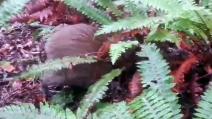 Kiwi Bird in the wild, New Zealand