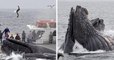 Quatre baleines à bosse chassent un banc de harengs caché sous un bateau de touristes, les images sont magnifiques