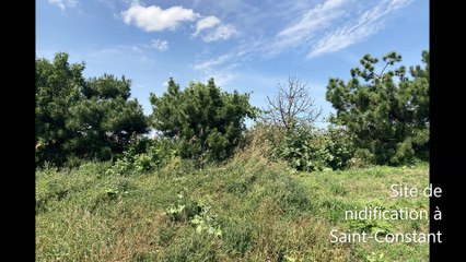 Moqueur polyglotte (Photos Gracieuseté - Lucien Lemay)