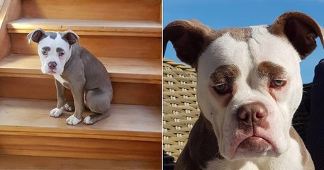 Cette jeune femelle bulldog a tout le temps l'air triste, et des taches marron en guise de sourcils