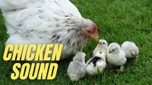 Hen Noises For Chicks | Chicken Hen Sound Effect | Kingdom Of Awais
