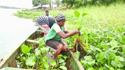 Turning the destructive water hyacinth into a livelihood