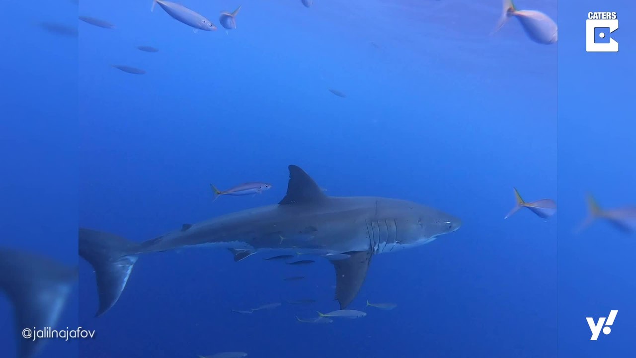 Einzigartige Aufnahmen von gefährlichen Haien
