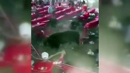 - Meksika’da rodeo sırasında boğa seyircilere saldırdı: 10 yaralı