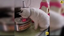 Video: Cats | Funny & Cute Cats | Cats PRO | Cats Video compilation 14