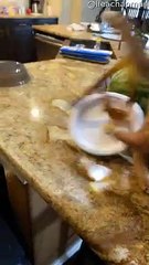 Fly Tape Catches Cat