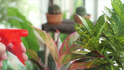 The Tropical "Goldfish Plant" Is Our New Favorite Houseplant