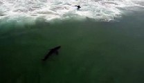 Drone Captures Great White Shark Swimming By Surfer Just Outside the Lineup