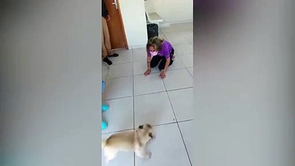 PM recupera Pug que havia sido furtado e vídeo do recontro com a tutora viraliza